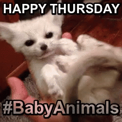 A White Kitten Is Being Held By A Person And Says Happy Thursday #Baby Animals GIF