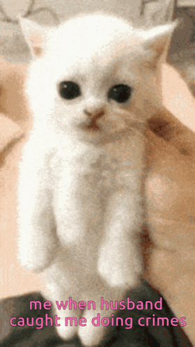 A White Kitten Is Being Held By A Person With The Words Me When Husband Caught Me Doing Crimes Below It GIF