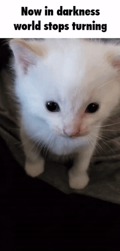A White Kitten Is Looking At The Camera With The Words Now In Darkness World Stops Turning Above It GIF