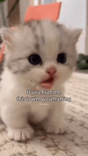 a white kitten is sitting on the floor with its mouth open and a caption that says `` if you hurt me this is who you hur