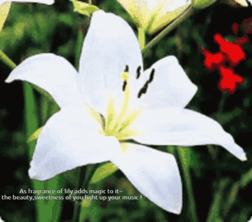 A White Lily With The Words " As Fragrance Of Lily Adds Magic To It " GIF