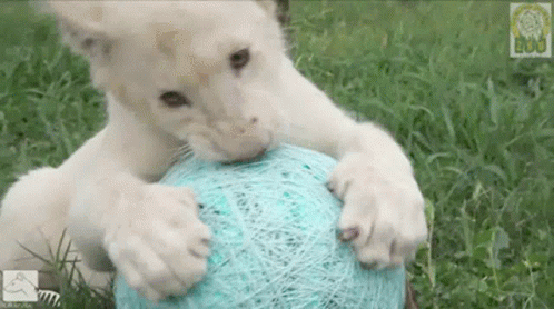 A White Lion Cub Playing With A Blue Ball In The Grass GIF