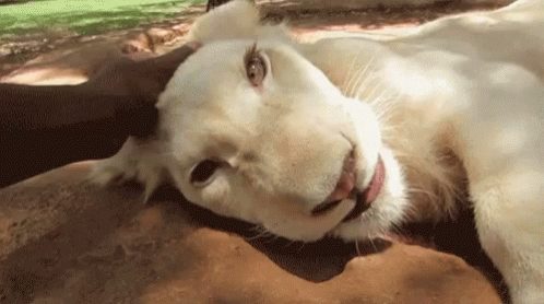 A White Lion Is Laying On Its Back On A Rock With Its Tongue Hanging Out . GIF