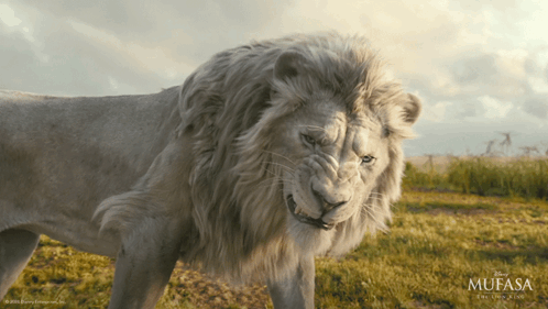 A White Lion Is Standing In A Field With A Mufasa Logo In The Corner GIF