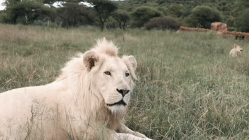 A White Lion Laying In A Grassy Field With Trees In The Background GIF