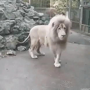 A White Lion With A Long Mane Is Walking On The Ground In A Zoo Enclosure . GIF