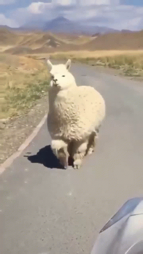 A White Llama Is Standing On The Side Of A Road In The Desert . GIF