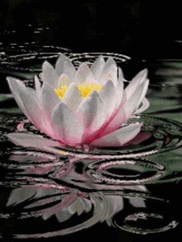 A White Lotus Flower With A Yellow Center Is Floating In The Water . GIF