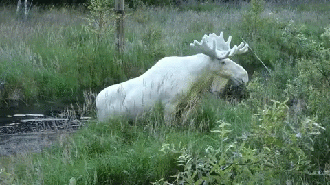 A White Moose With Antlers Is Standing In The Grass Near A River . GIF