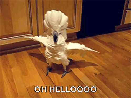 A White Parrot Is Standing On A Wooden Floor With The Words Oh Hellooo Written Below It GIF