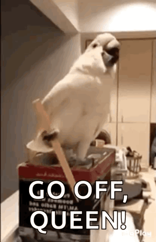 A White Parrot Is Standing On Top Of A Box And Says Go Off Queen . GIF