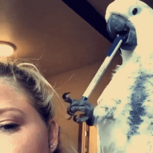 A White Parrot With A Pen In Its Beak GIF