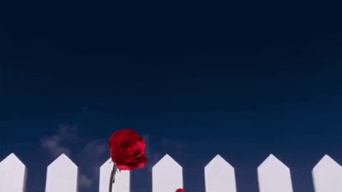 A White Picket Fence With Red Roses In Front Of It GIF