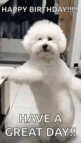 A White Poodle Is Standing On Its Hind Legs And Says `` Happy Birthday !!! Have A Great Day !! '' GIF