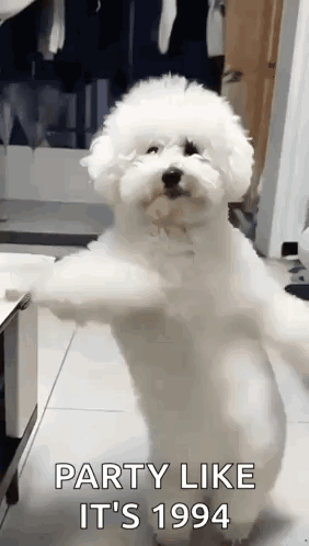 A White Poodle Is Standing On Its Hind Legs And Says Party Like It 'S 1994 GIF