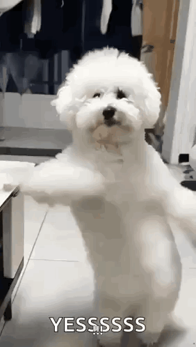 A White Poodle Is Standing On Its Hind Legs In A Kitchen . GIF