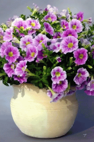 A White Pot Filled With Purple Flowers And Green Leaves GIF