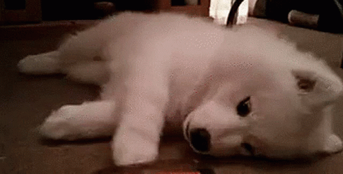 A White Puppy Is Laying On Its Back On The Floor Looking At The Camera . GIF