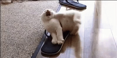 A White Puppy Is Playing With A Pair Of Flip Flops On The Floor . GIF