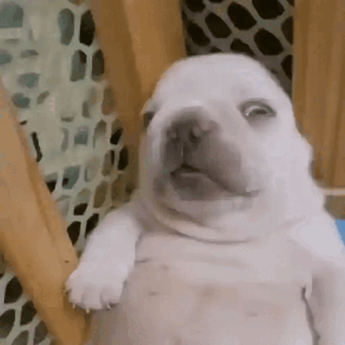 A White Puppy Is Sitting In A Cage With Its Mouth Open . GIF