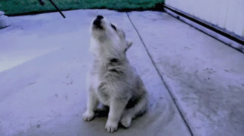 A White Puppy Is Sitting On A Concrete Surface And Howling At The Sky . GIF