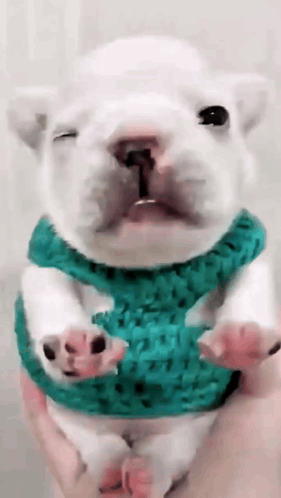 A White Puppy Wearing A Green Sweater Is Being Held By A Person GIF