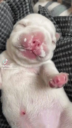 A White Puppy With Pink Spots On Its Face Is Sleeping On A Blanket . GIF