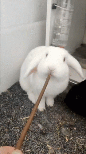 a white rabbit eating a stick in a cage