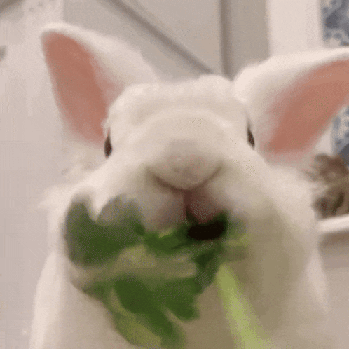 a white rabbit is eating a green leaf with its mouth open