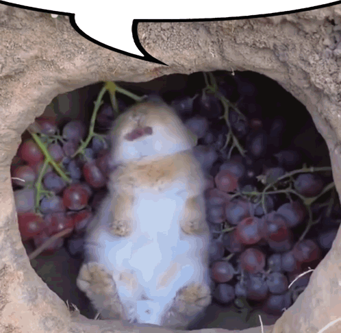 A White Rabbit Is Laying In A Pile Of Grapes GIF
