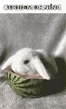 A White Rabbit Is Laying In A Watermelon And Eating It . GIF
