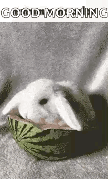 a white rabbit is sitting in a watermelon and eating it .