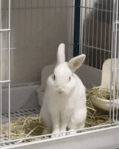 A White Rabbit Is Sitting In A White Cage GIF
