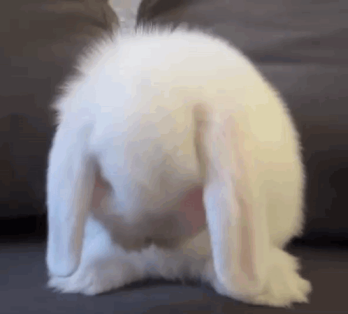 a white rabbit is sitting on its back with its ears up .