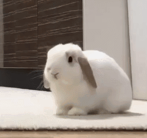 A White Rabbit Is Standing On A White Rug On A Floor . GIF