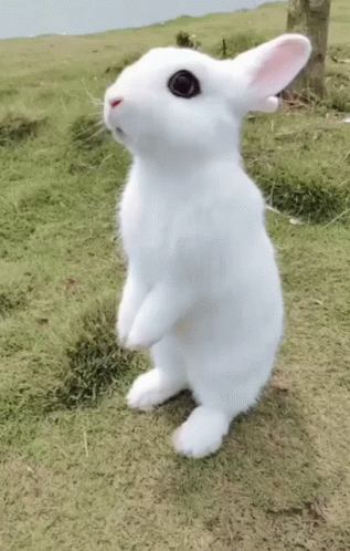 A White Rabbit Is Standing On Its Hind Legs In A Grassy Field GIF
