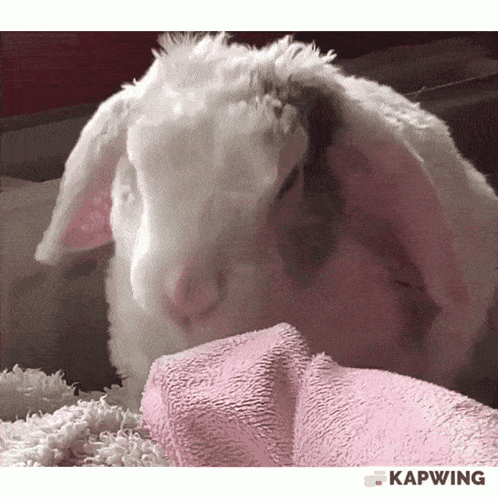 A White Rabbit Laying On A Pink Blanket With Kapwing Written In The Corner GIF