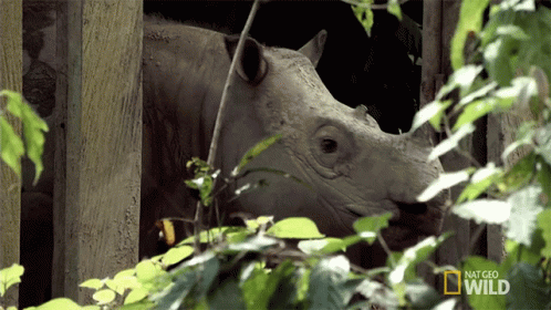 A White Rhino Is Behind A Fence With A National Geographic Wild Logo On The Bottom GIF