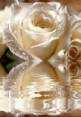 A White Rose Is Reflected In The Water With The Letter B Visible GIF