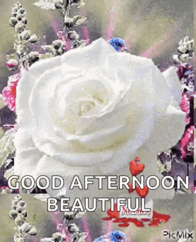 A White Rose Is Surrounded By Other Flowers And Says Good Afternoon Beautiful GIF