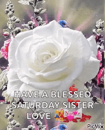 A White Rose With The Words `` Have A Blessed Saturday Sister Love '' GIF