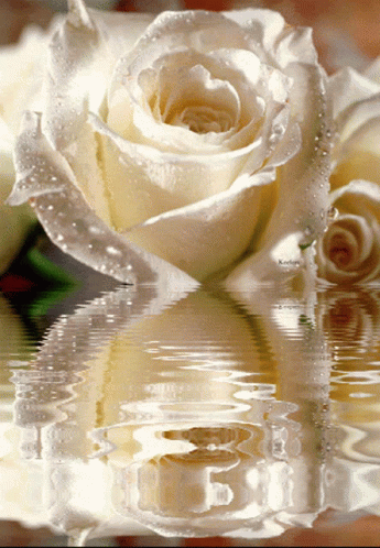 A White Rose With Water Drops On It Is Reflected In A Body Of Water With A Watermark That Says Koelga GIF