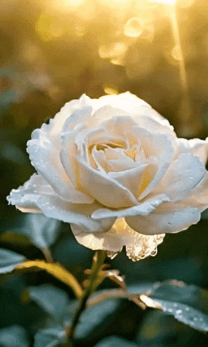 A White Rose With Water Drops On It 'S Petals GIF
