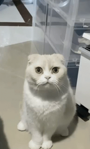 A White Scottish Fold Cat Sitting On A Table GIF