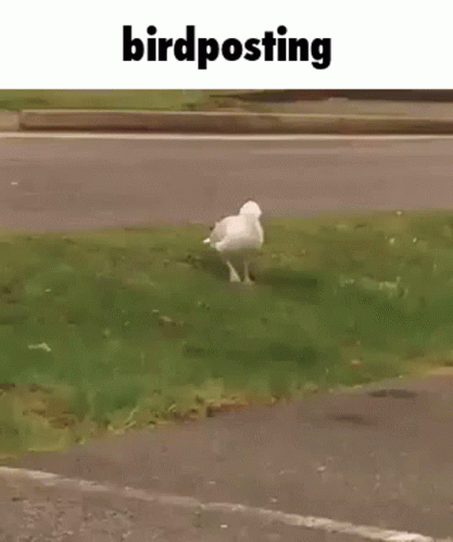 A White Seagull Is Walking Across A Grassy Field . GIF