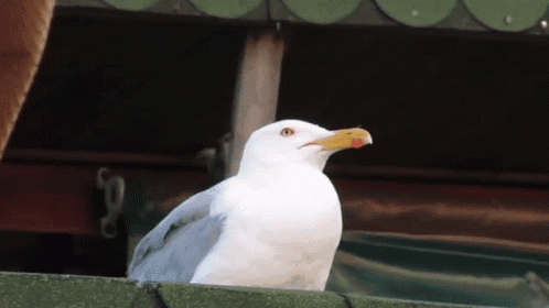 A White Seagull With A Yellow Beak Is Perched On A Roof GIF
