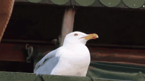 A White Seagull With A Yellow Beak Is Sitting On A Roof GIF