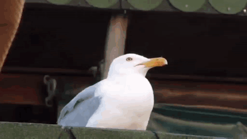 A White Seagull With A Yellow Beak Is Sitting On A Wooden Ledge . GIF