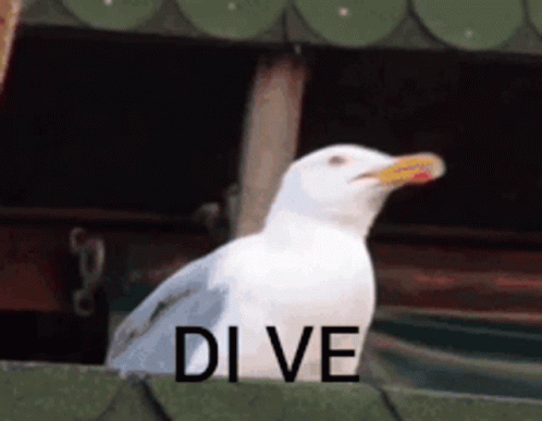 A White Seagull With A Yellow Beak Is Standing In Front Of A Sign That Says " Di Ve " GIF