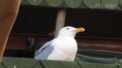 A White Seagull With A Yellow Beak Is Standing On A Green Roof With Failarmy Written On The Bottom GIF